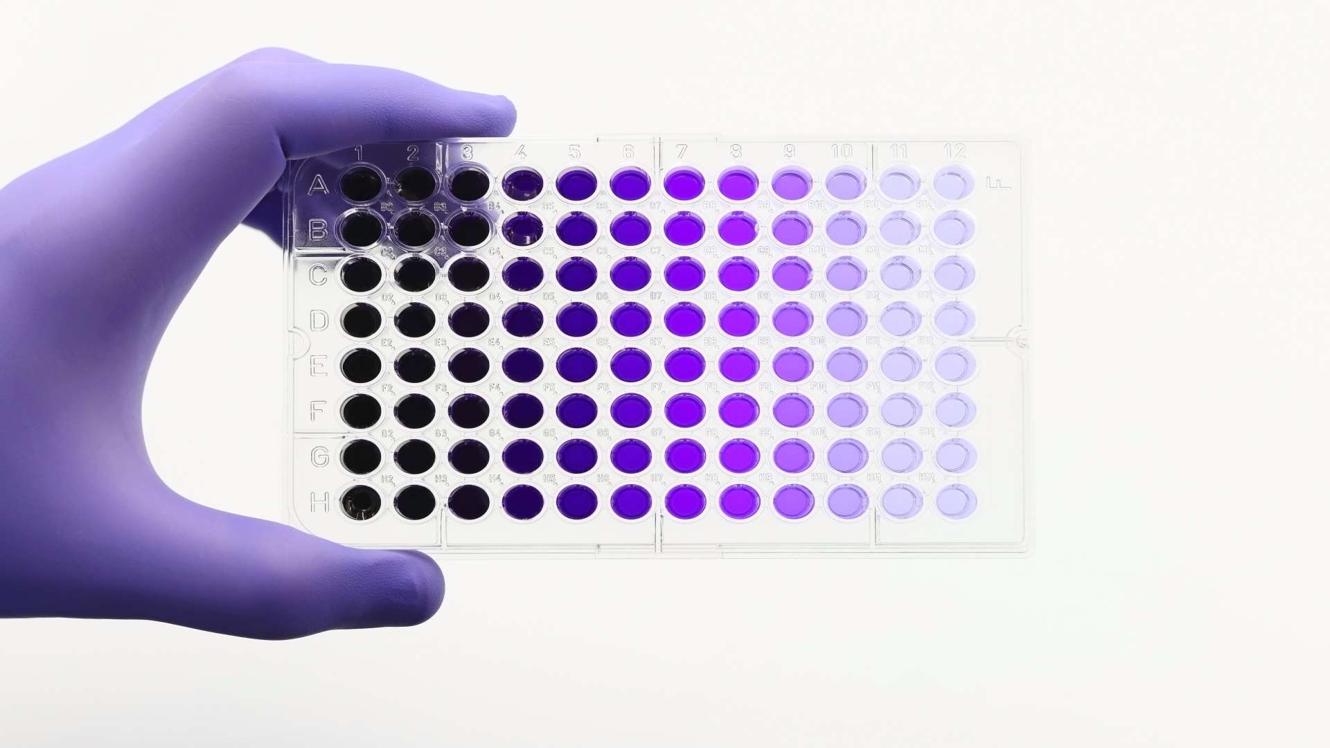 Hand with glove picking up a lab plate with clinical or research samples